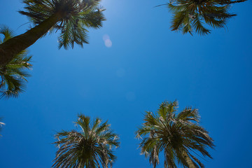 sky view in native palm forest