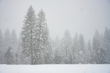 Pine Forest Through Snow Storm