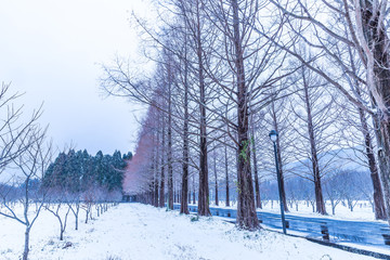 一生に一度は雪のメタセコイア並木を見に行こう！