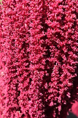 Fototapeta premium Garden urban flowers