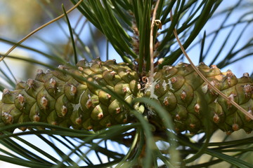 Ponderosa pine cones