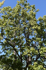 Blue sky trees