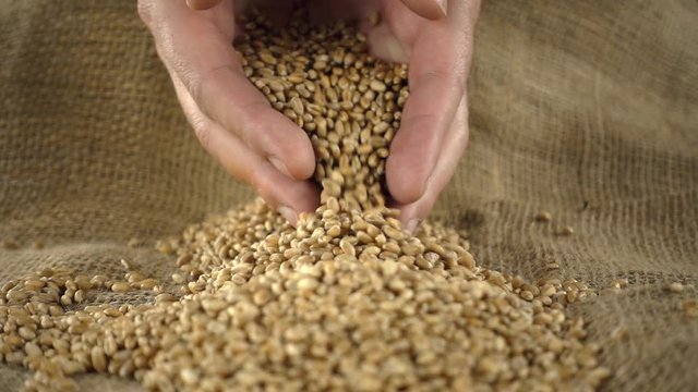 Farmer's hands grabbing wheat kernels from pile of wheat grain on burlap sack in slow motion
