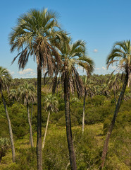 Fototapeta na wymiar panorama in native palm forest