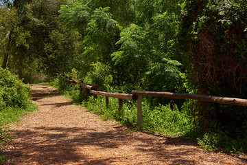 nature trail in native forest
