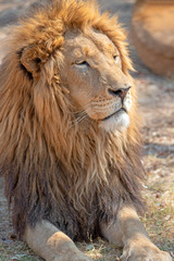 Male lion head in South Africa