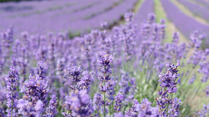 Close up of lavender flowers with blur lavender field background in sunny day.