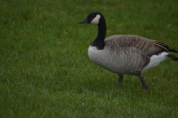 goose on a stroll