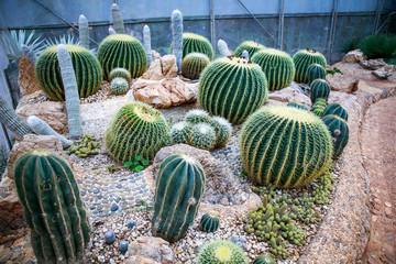 Cactus in the garden
