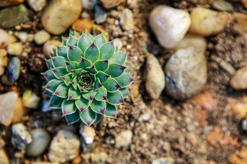 Cactus in the garden