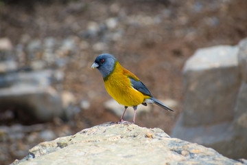 grey hooded sierra finch in Torres del Paine National Park, Patagonia Chile