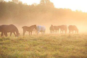Obraz na płótnie Canvas herd of horses at the sunrise
