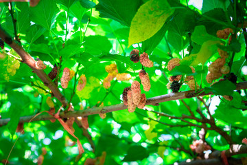 Organic Mulberry fruit and green leaves on tree in the garden