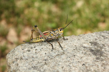 green grasshopper on a rock
