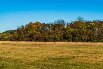 tree in the field