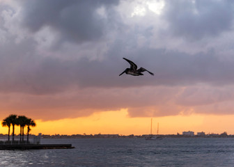 Fototapeta na wymiar Pelican bird flying at sunset cloudy skies beach landscape