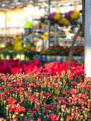 Rows of red colorful flowers and plants for sale at a garden nursery center and green house.