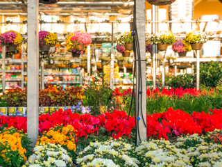Rows of colorful flowers and plants for sale at a garden nursery center and green house.