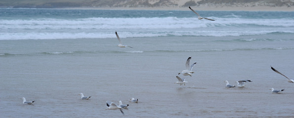 Paesaggio marino con gabbiani in volo sulle onde del mare