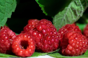 a few red raspberries lie on a background of mint leaves, close-up