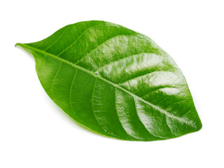 Gardenia leaf on white background