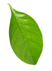 Obraz premium Gardenia leaf on white background