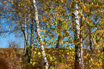 White birch trees in autumn forest on a sunny day