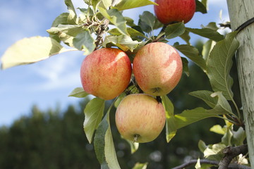 Naklejka premium red apples in a tree in October in Canada