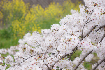 サクラと菜の花
