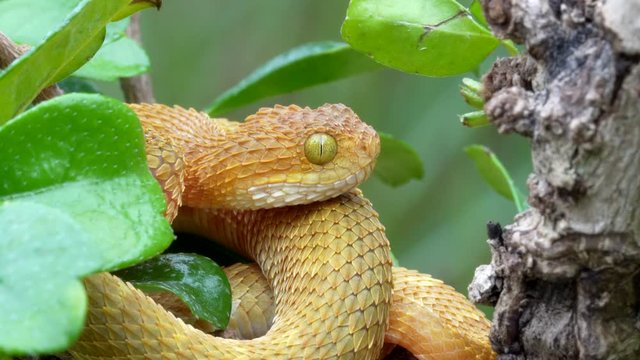 Venomous Bush Viper in tree flicking tongue 4K
