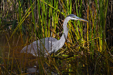 Blue Heron in pound ready to fish