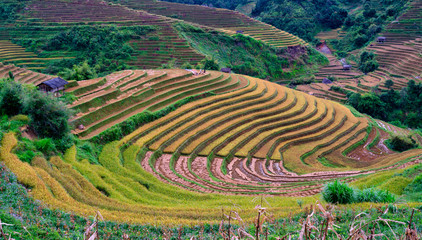 Terraced rice field in harvest season in Mu Cang Chai, Vietnam.