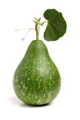 calabash on white background 