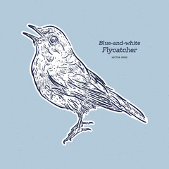 Blue-and-white Flycatcher (Cyanoptila cyanomelana), hand draw sketch vector.