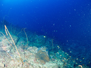 鹿児島_薩摩硫黄島_スキューバダイビング