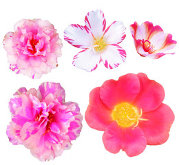 flower white background bloom colorful fresh nature spring beautiful