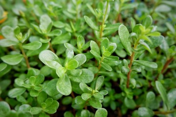 plant grren tree leaf fresh nature background