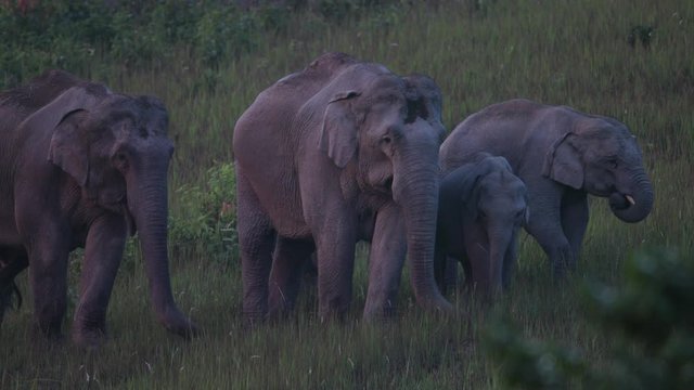 The herd of Asian elephant (Elephas maximus) or Asiatic elephant, foraging grass bud in the evening before the sunset in tropical moist forest at Khao Yai National Park in northeast of Thailand.