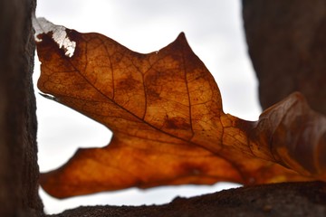 Leaf Veins