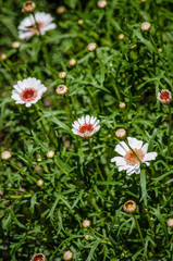 The Nature
