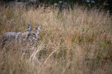 Coyote