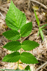 Pinnately Compound Leaves Of Raspberry