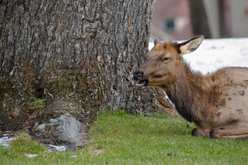 Female Elk