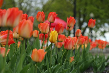field of tulips