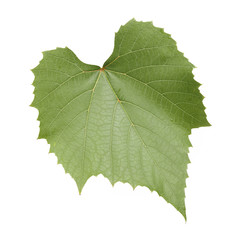 Fresh Green Grape Leaf on isolated white Background