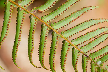 Underside Of Ostrich Fern Leaflets