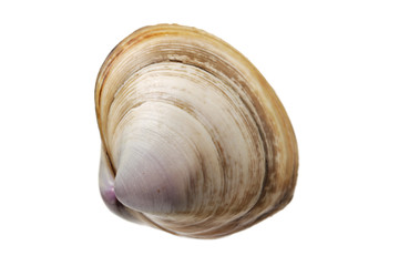 fresh raw Surf clam on white background