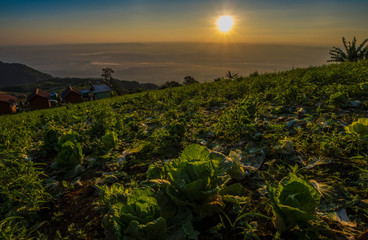 Landscape view of the sunrise Over field and village hill Lettuce foreground shadow defocused blur background