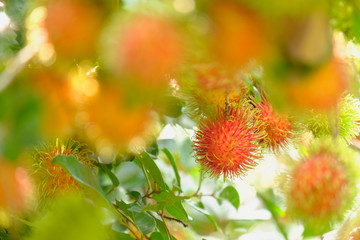 Rambutan in tree and copy space.Fruit red color