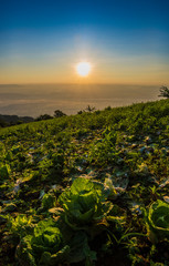 Landscape view of the sunrise Over field and village hill Lettuce foreground shadow defocused blur background